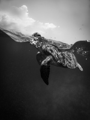 Zwemmende schildpad